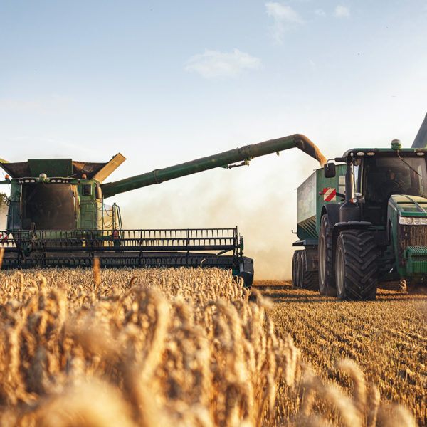 Mähdrescher und Traktor bei der Ernte auf einem Weizenfeld
